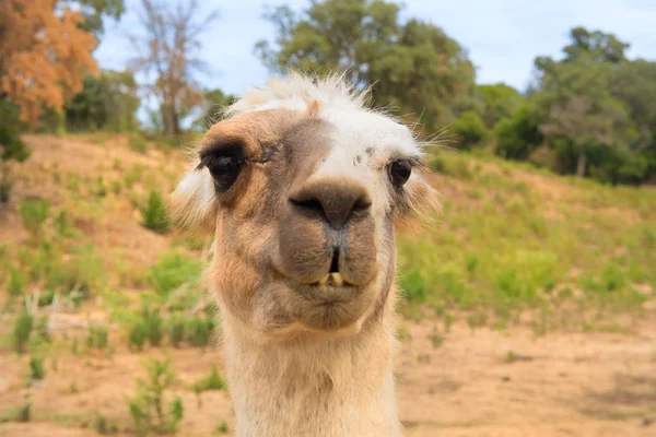 Lama en la naturaleza — Foto de Stock