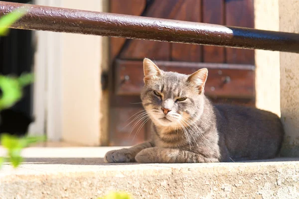 美しい路地猫が屋外に横たわって — ストック写真