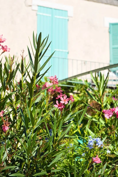 Французькі квітки еландеру. — стокове фото
