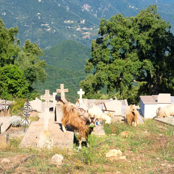 Cimetière dans petit village de montagne Corse — Photo