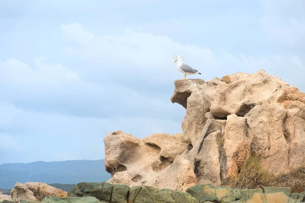 Seagull on the rocks — Stock Photo, Image
