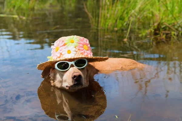Funny dog on vacation — Stock Photo, Image