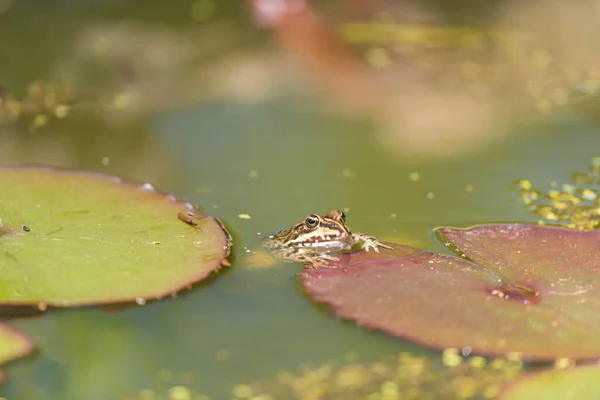 Zelená žába ve vodě — Stock fotografie