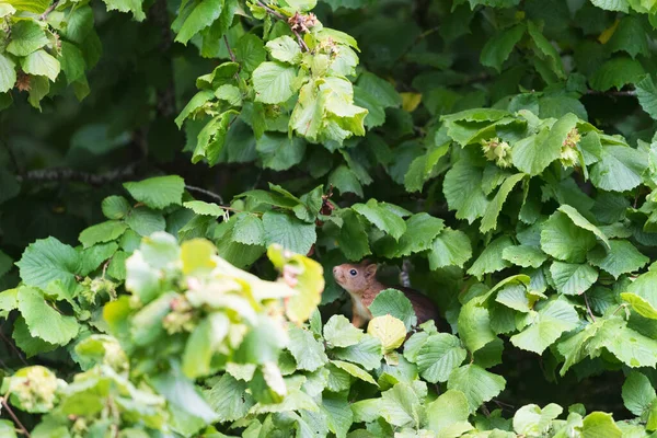 Squirrel in hazelnut tree — ストック写真