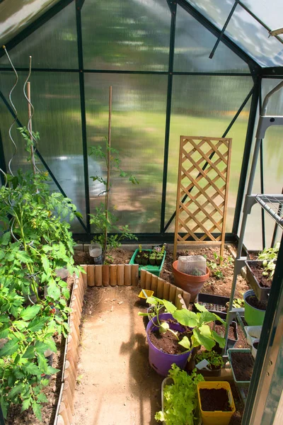 Green house in vegetable garden — Stok fotoğraf