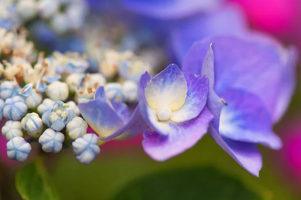 Detalhe Hortênsia azul — Fotografia de Stock