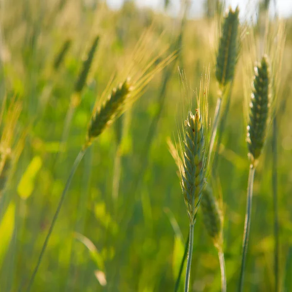 Зерно в поле — стоковое фото