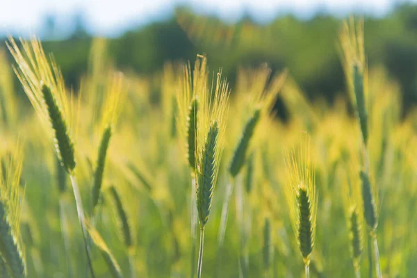 フィールドの穀物 — ストック写真