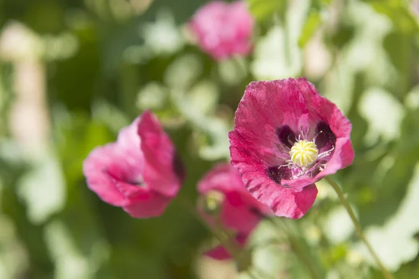 Pink Poppies Outdoor Sun — Stock Photo, Image