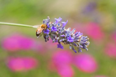 Wasp on purple Lavender