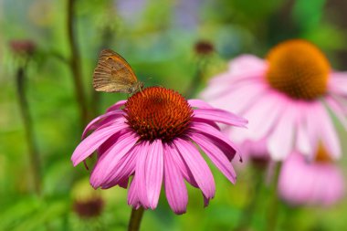 Close up butterfly on purple coneflower