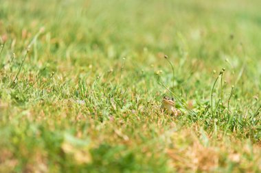 Single green frog hiding in grass