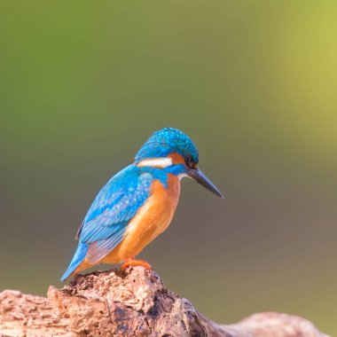 Ağaç gövdesi üzerinde ortak arası kingfisher
