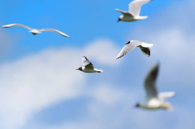 Mavi gökyüzünde uçan siyah başlı martılar