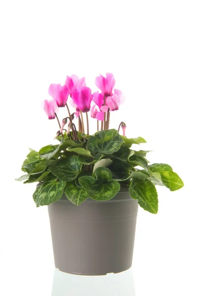 Red Pink Cyclamen Pots Isolated White Background — Stock Photo, Image