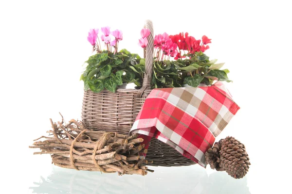 Cyclamen Rouge Rose Dans Panier Osier Isolé Sur Fond Blanc — Photo