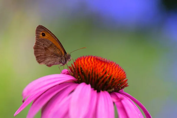 Nahaufnahme Schmetterling Auf Lila Sonnenhut — Stockfoto