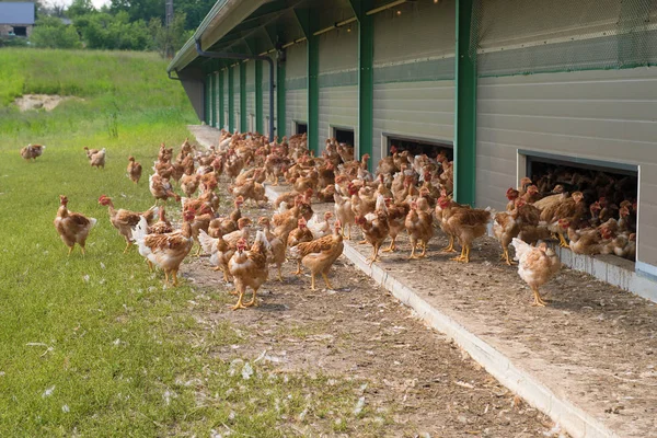 Free Range Chickens Outdoor — Stockfoto