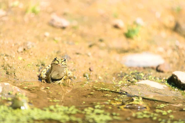 Großer Grüner Frosch Wasser — Stockfoto