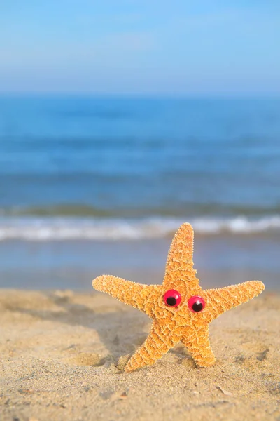Funny colorful star fish at the beach