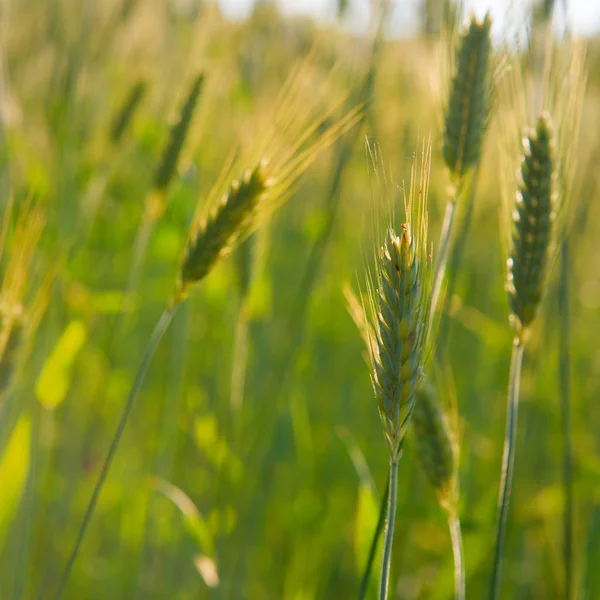 Ripe Grain Field Outdoor — Stock Photo, Image