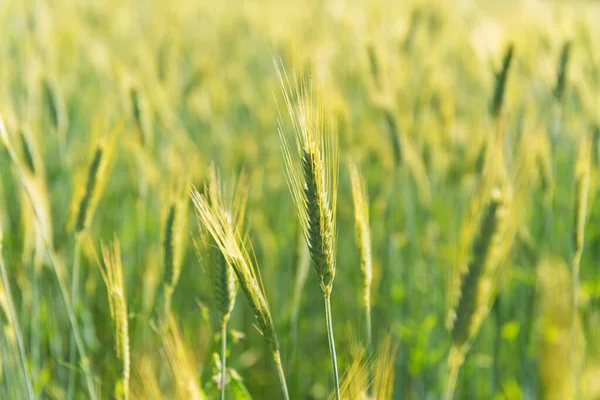 Grano Maduro Campo Aire Libre — Foto de Stock