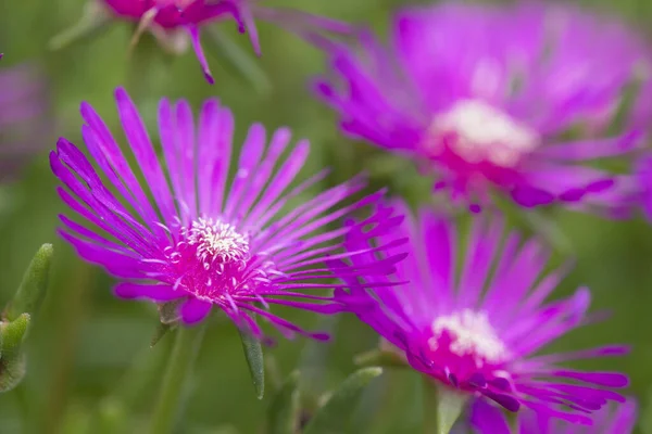 Rózsaszín Jég Növény Virágokkal — Stock Fotó