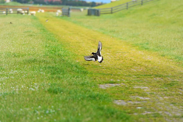 Bird Eurasian Oyster Catcher Flying Landscape — Stock Photo, Image