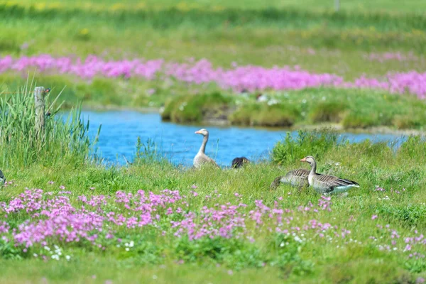 Grisalho Gansos Paisagem Natureza — Fotografia de Stock