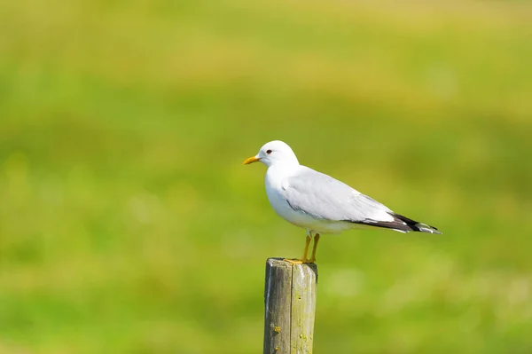 Great Black Headed Gull Sitting Wooden Pole Meadows — Stock Photo, Image