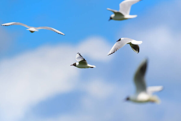 Flying Black-headed gulls in blue sky
