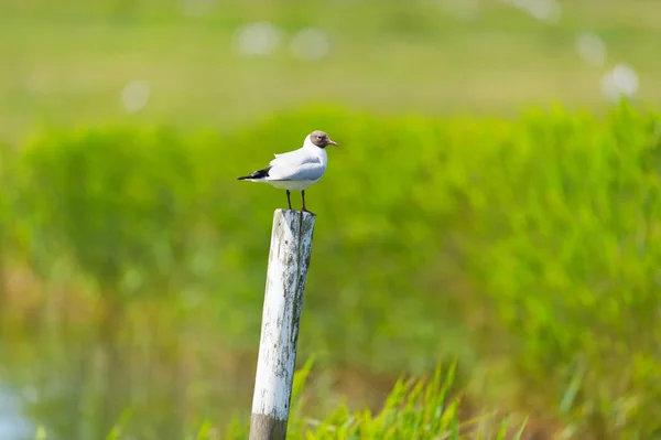 Gaviota Cabeza Negra Sentada Poste Madera Los Prados — Foto de Stock