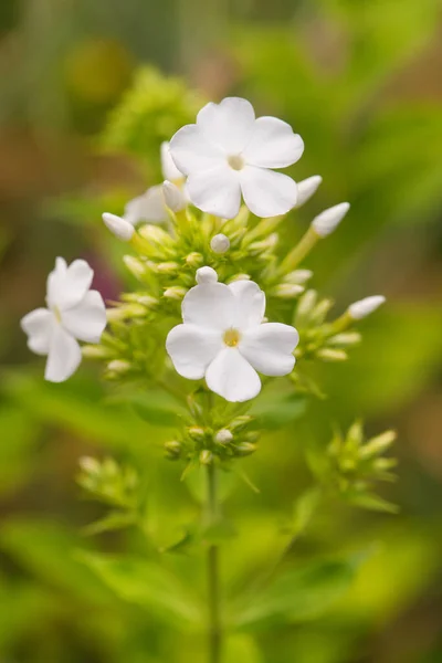 Egyetlen Virágzó Fehér Phlox Természetben — Stock Fotó