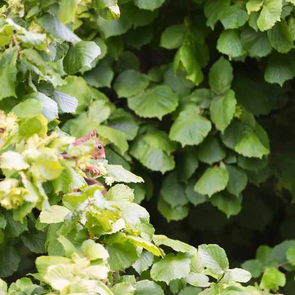 Squirrel Picking Hazelnuts Hazelnut Tree — Stockfoto