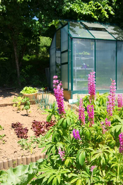 Jardim Legumes Com Pequena Casa Verde Vidro França — Fotografia de Stock