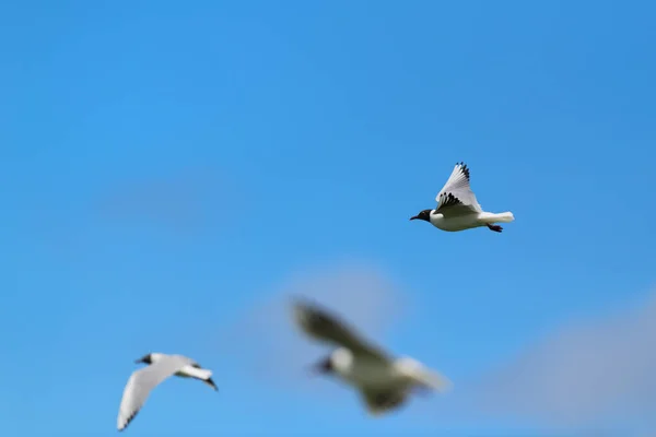 Gabbiani Volanti Dalla Testa Nera Nel Cielo Blu — Foto Stock