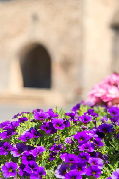 Kleurrijke Petunia Bloemen Voor Kerk — Stockfoto