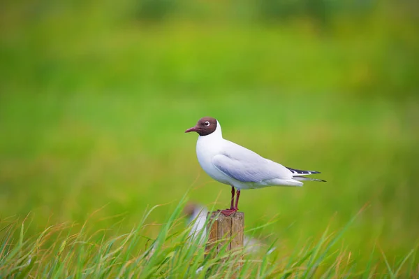 Black Headed Gull Sitting Wooden Pole Meadows — Stock Photo, Image