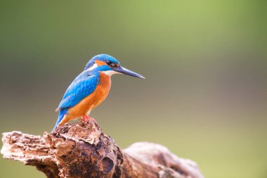 Ağaç gövdesi üzerinde ortak arası kingfisher