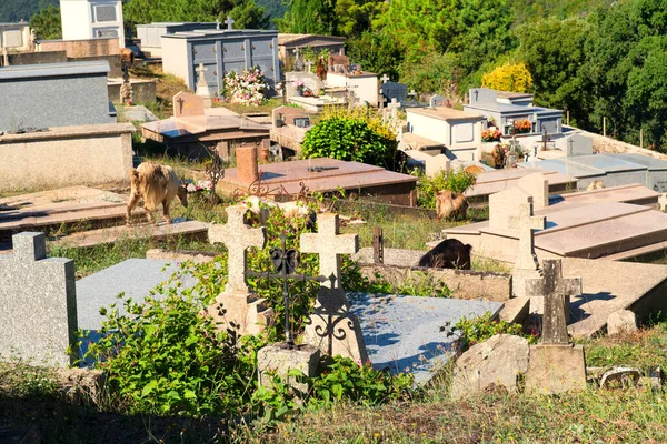 Muchas Cabras Cementerio Little Mountain Village Prunelli Fiumorbo Córcega Francia —  Fotos de Stock