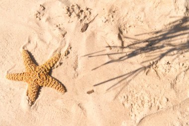 Kumda yıldız balığı, palmiye ağacının gölgesinde.