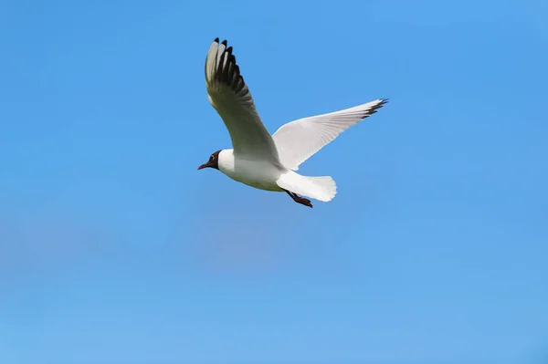 Flying Black Headed Gull Blue Sky — Stock Photo, Image