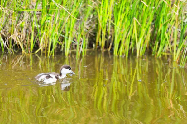 Nuoto Giovane Comune Shelduck Fosso — Foto Stock