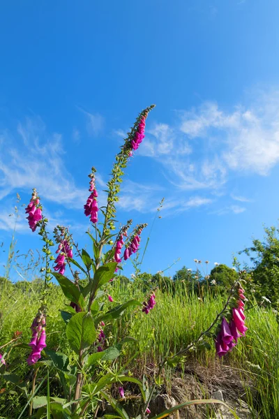 Pink Foxglove Nel Settore Agricolo — Foto Stock