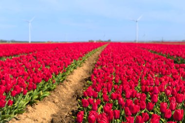 Hollanda Flevopolder 'da pembe lalelerle dolu alanlar