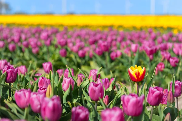 Velden Vol Kleurrijke Tulpen Flevopolder — Stockfoto