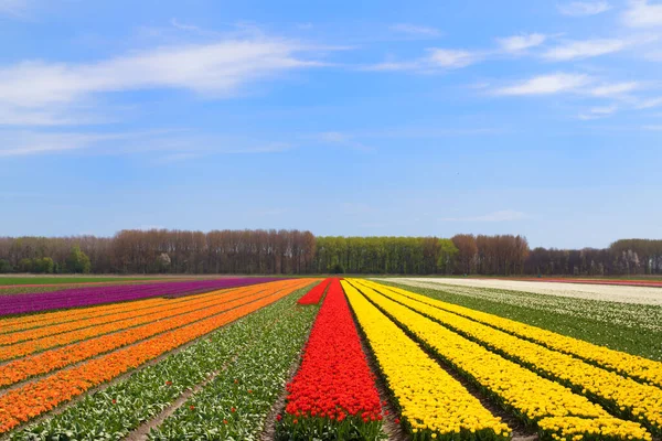 Fields Full Colorful Tulips Dutch Flevopolder — Stock Photo, Image