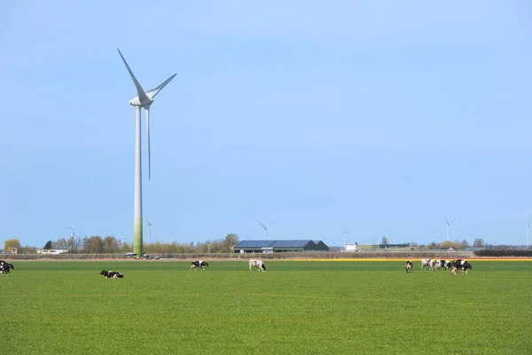 Paisaje Típico Holandés Con Vacas Aerogeneradores — Foto de Stock