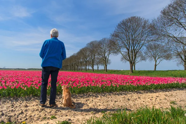 Mann Und Hund Betrachten Felder Voller Rosa Tulpen Niederländischen Flevopolder — Stockfoto