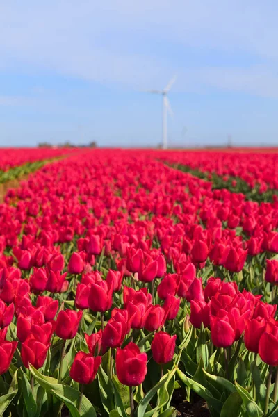 Campos Llenos Tulipanes Rosados Holandés Flevopolder — Foto de Stock